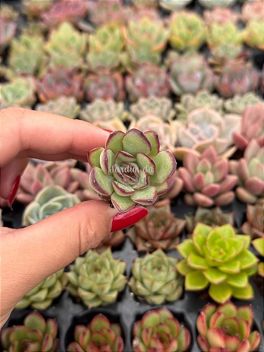 Echeveria flamenco (plug)