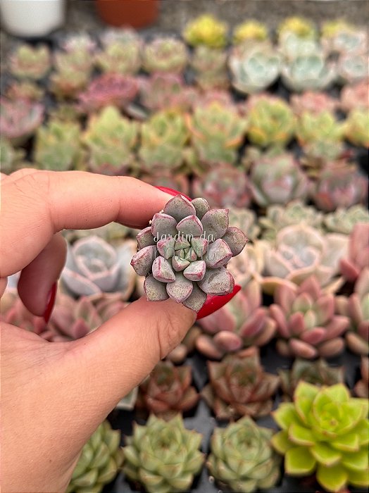 Echeveria subcorymbosa lau026 (plug)