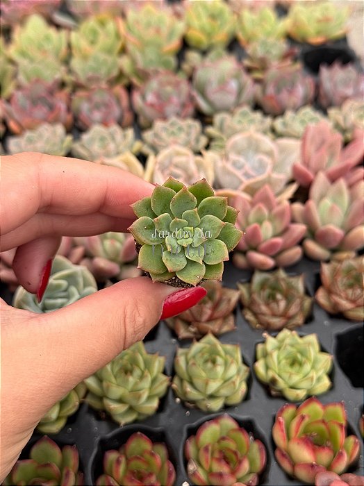 Echeveria emerald green (plug)
