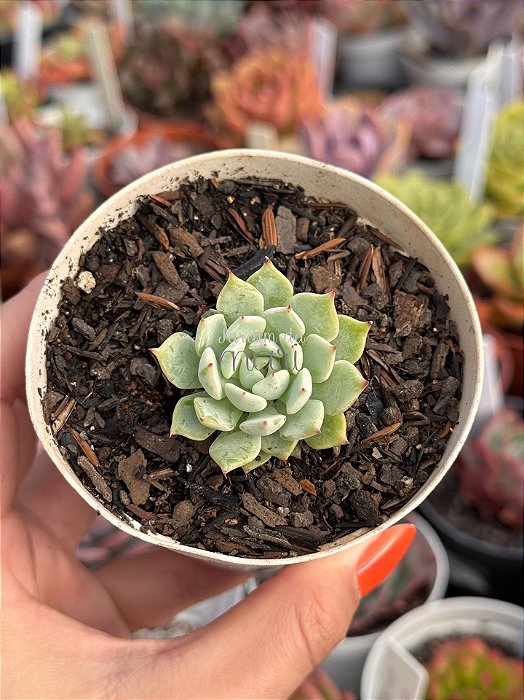 Echeveria cuspidata var. zaragozae