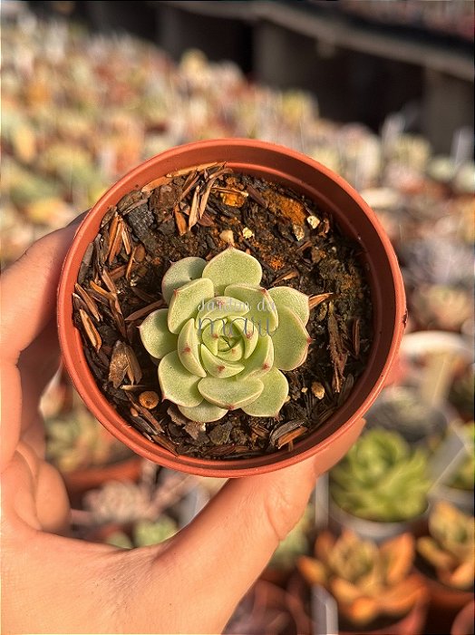Echeveria ben badis (plug)