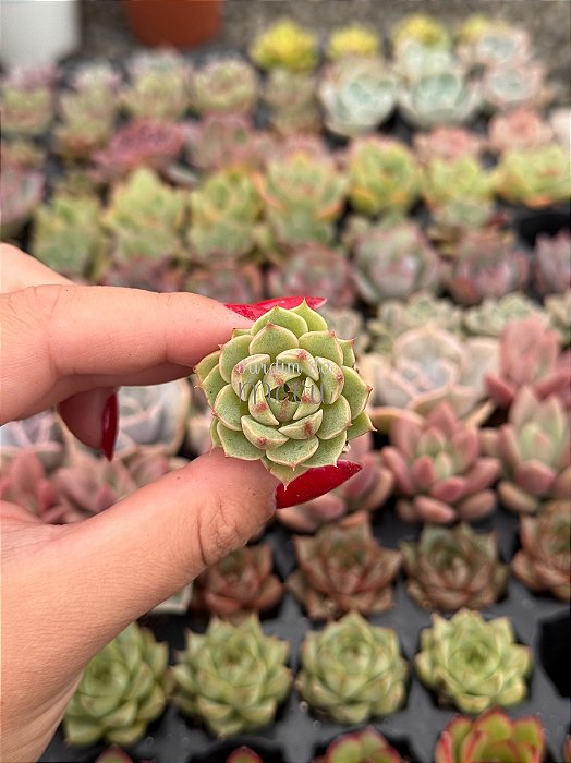 Echeveria ben badis (plug)