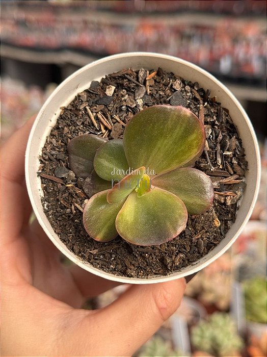Echeveria prima donna variegata