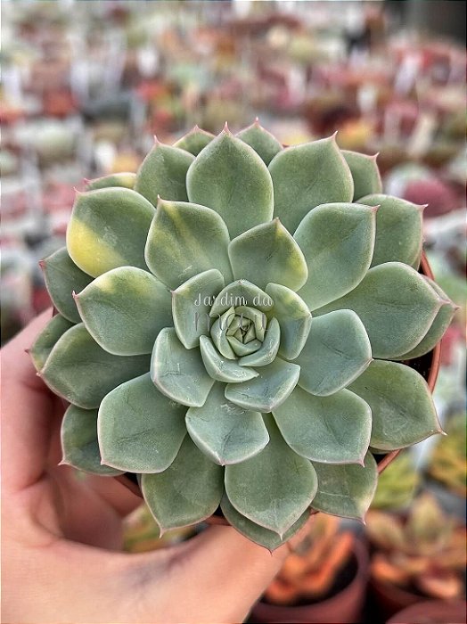 Echeveria moon fairy variegata
