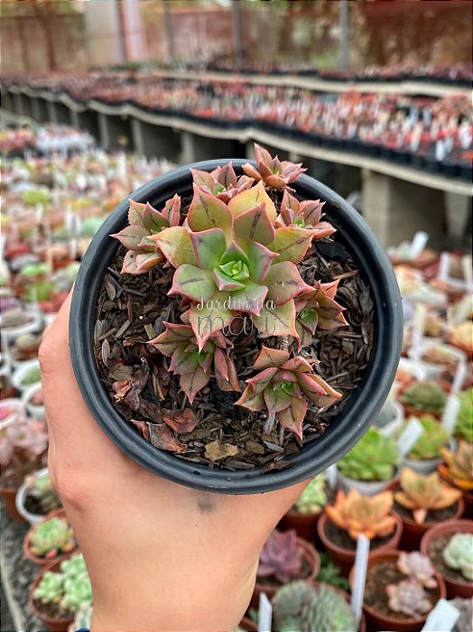 Aeonium kunkel