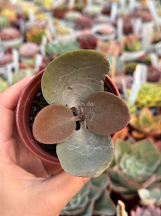 Kalanchoe orgyalis (colher de cobre)