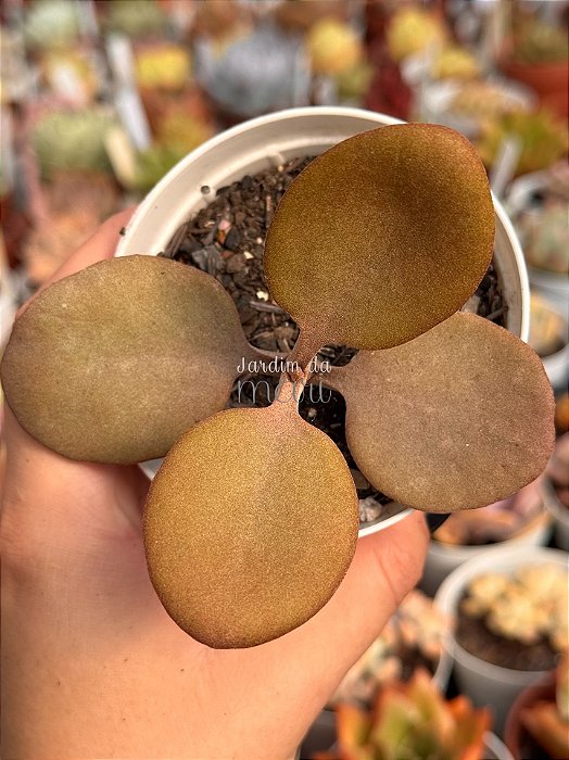 Kalanchoe orgyalis (colher de cobre)