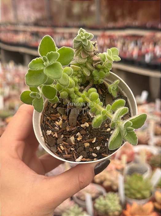 Plectranthus ornatus