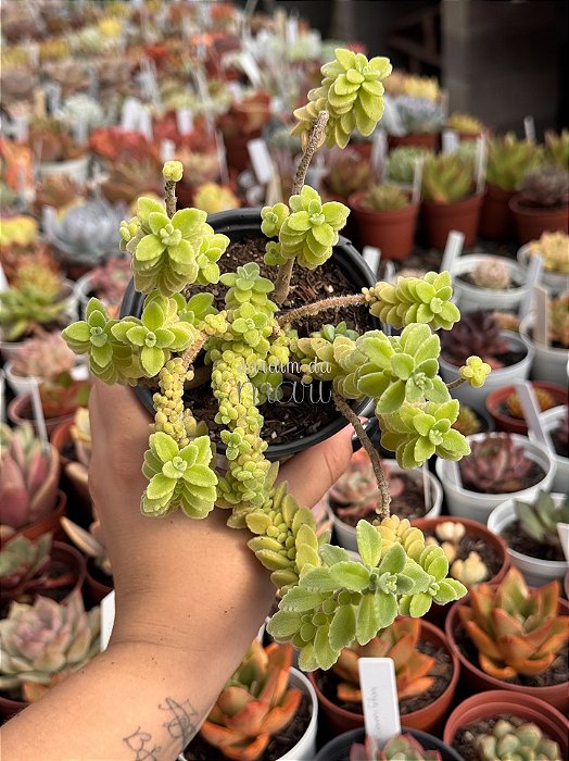 Plectranthus ornatus