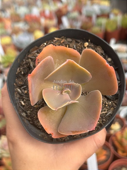 Echeveria joys Argentina