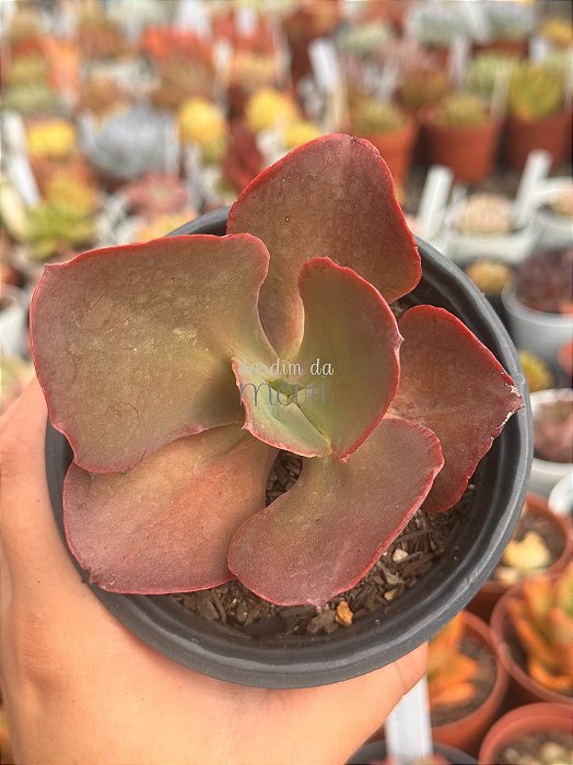 Echeveria RN1