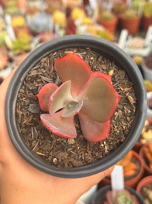 Echeveria zauberblume