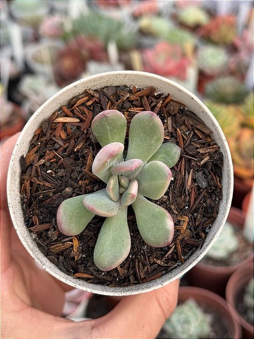 Graptoveria torres variegata (pouca raiz)
