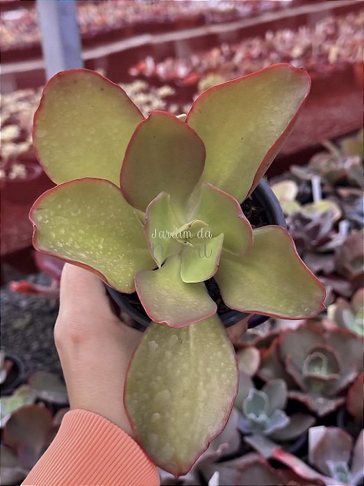 Echeveria lemon mousse