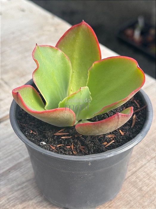 Echeveria lemon mousse