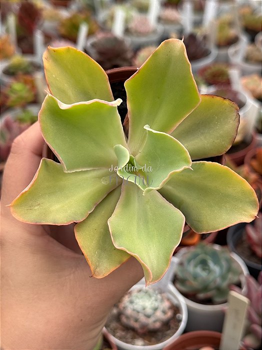 Echeveria san remo (reversa)