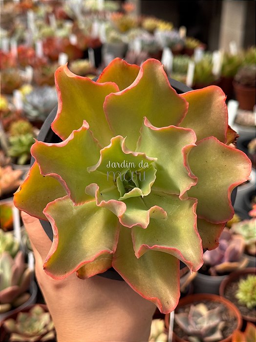 Echeveria san remo (reversa)
