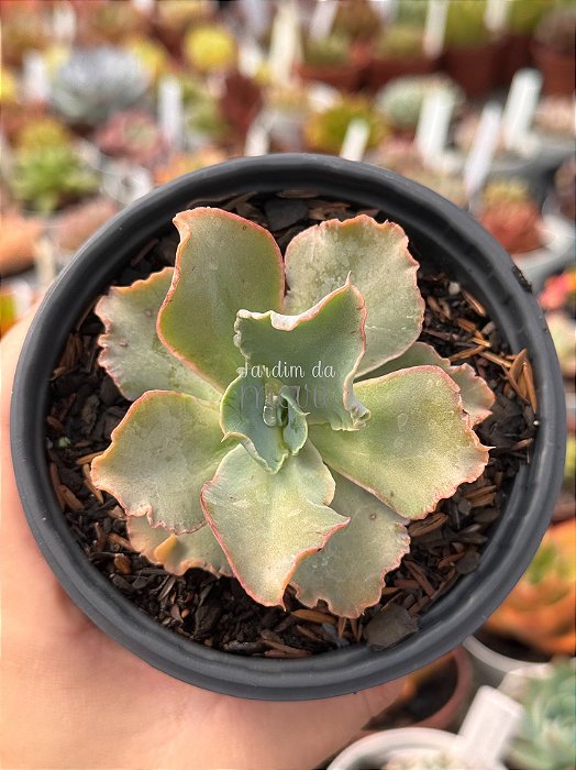 Echeveria chantilly marginata (reversa)