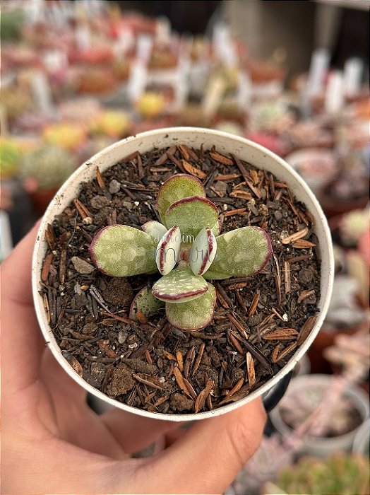 Cotyledon orbiculata var. oblonga