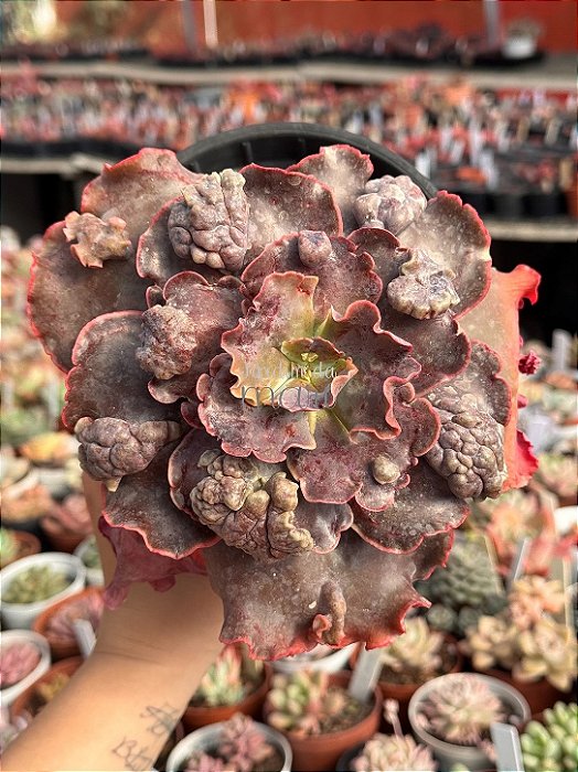 Echeveria Cairo G