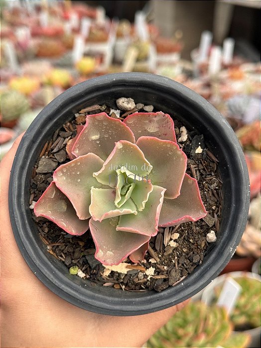 Echeveria japan moon river (reversa)