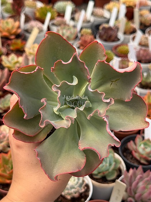 Echeveria japan moon river (reversa) sem raiz
