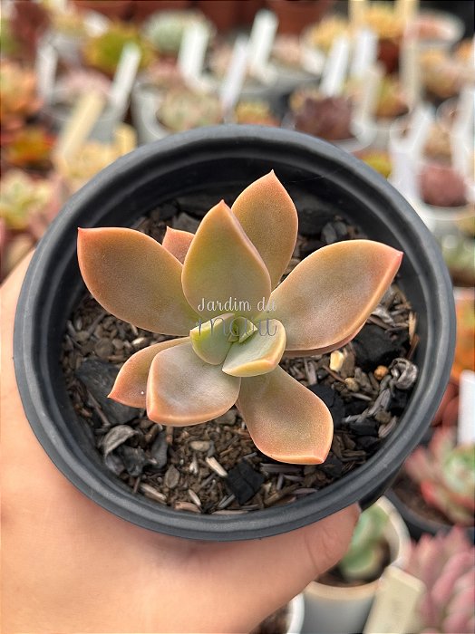 Graptoveria fred yves