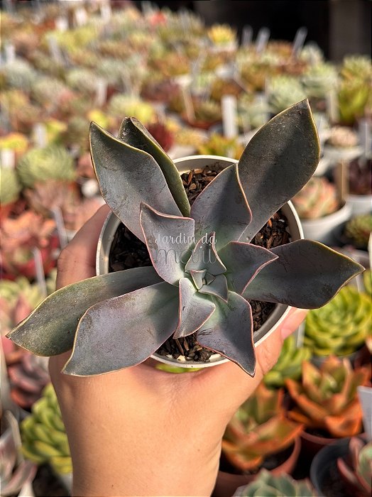 Graptoveria fred yves