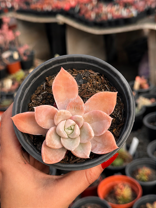 Echeveria albicans