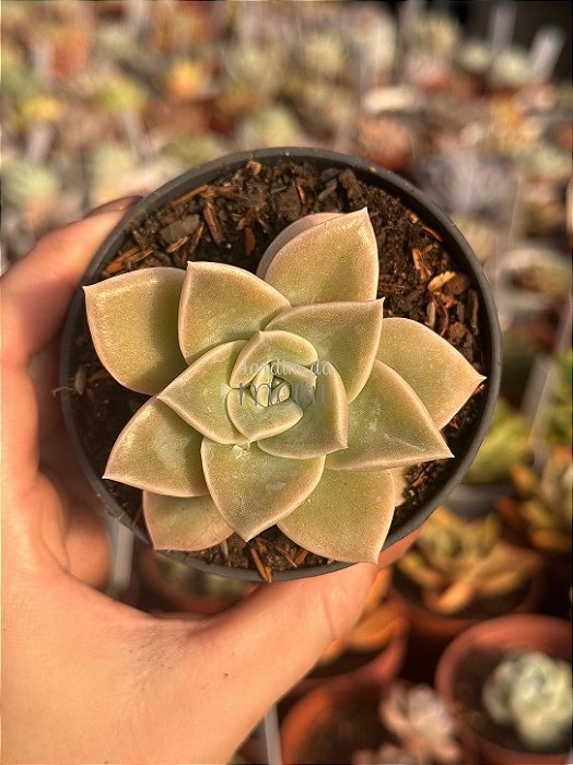 Echeveria albicans