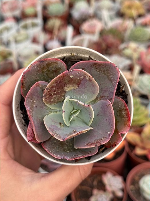 Echeveria lemon rose