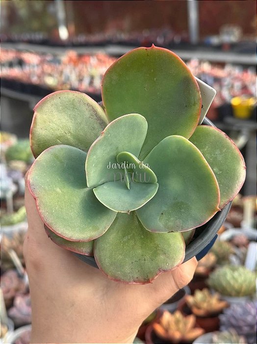 Echeveria lemon rose (sem raiz)