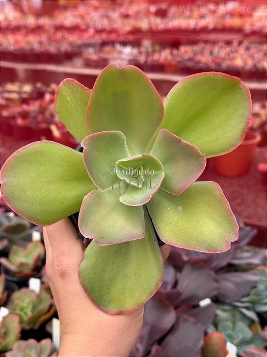 Echeveria lemon rose