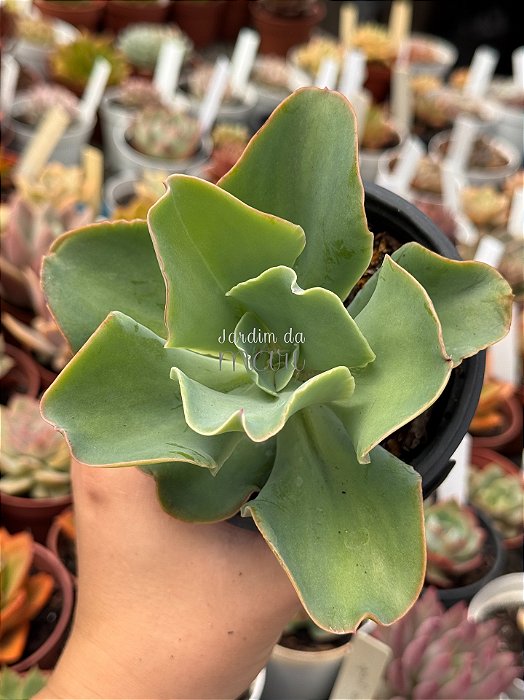 Echeveria lemon rose