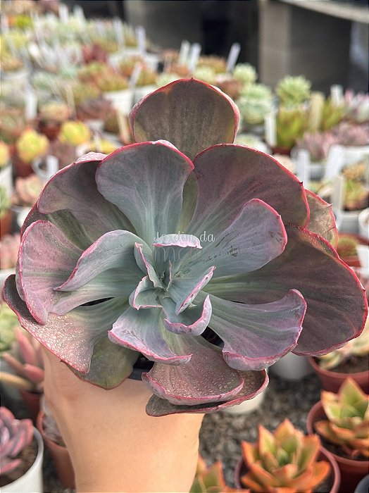 Echeveria dreams and phantasms (sem raiz) enorme