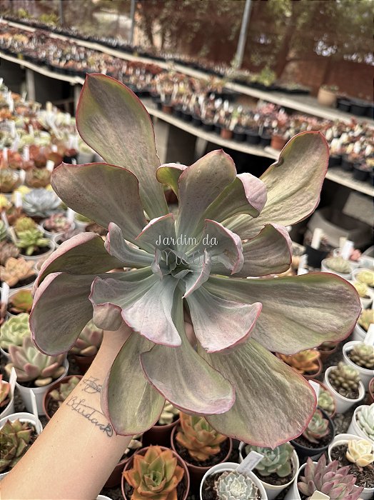 Echeveria dreams and phantasms (sem raiz) enorme