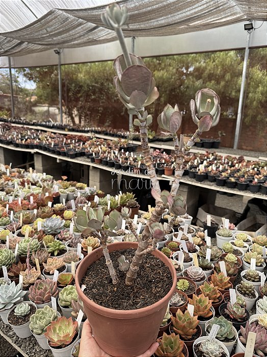 Cotyledon undulata