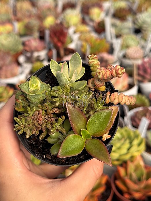 Mix crassula 011