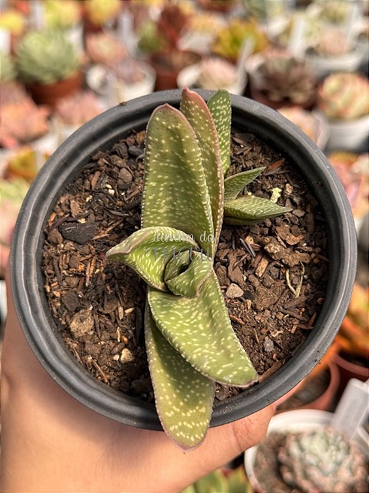 Gasteria catarina