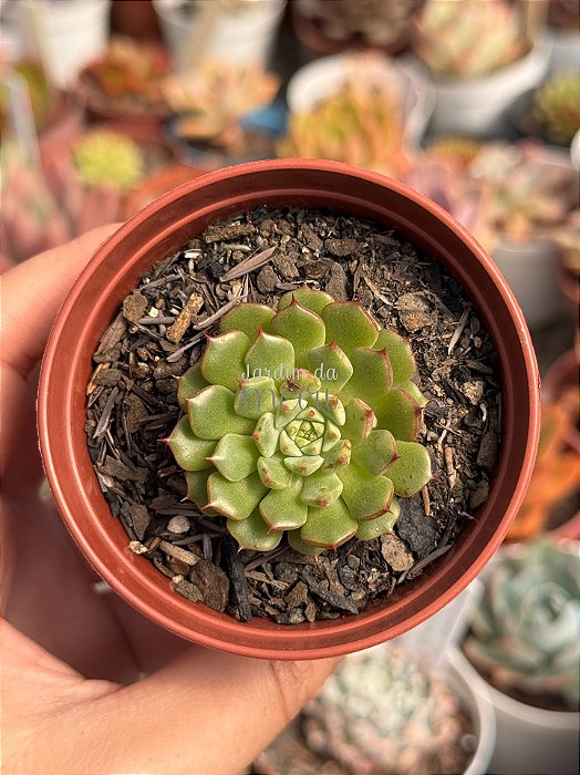 Echeveria mínima cv miniouhikou