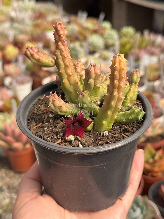 Huernia schneideriana