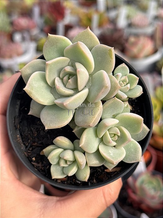Graptoveria titubans
