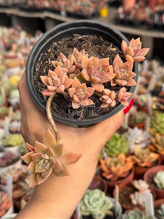 Sedum crepúsculo
