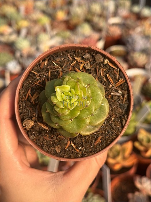 Echeveria nuda