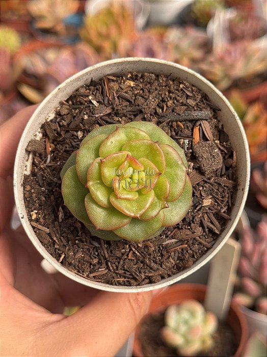 Echeveria nuda