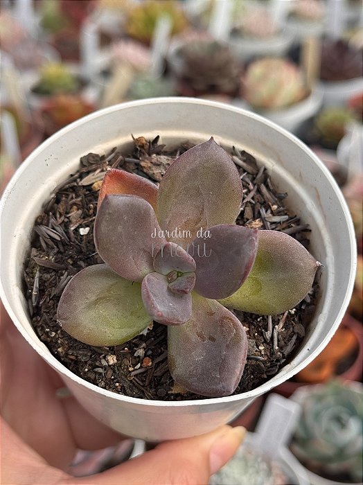 Echeveria tinta