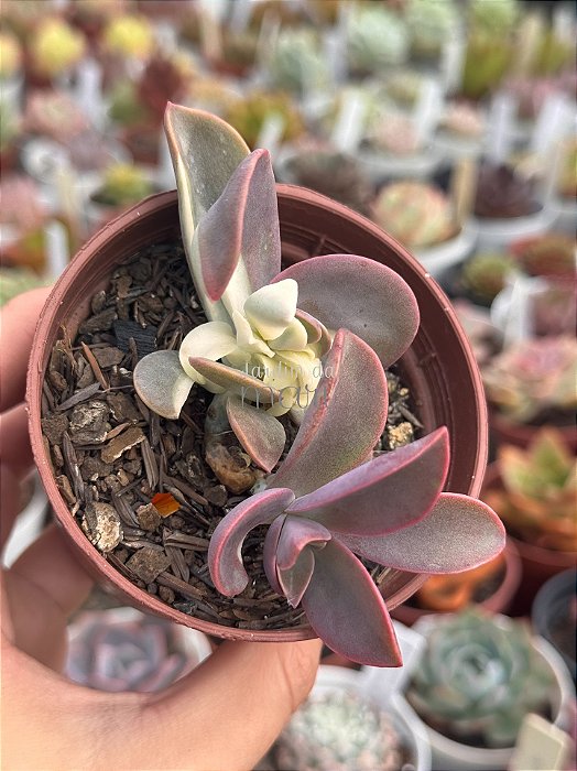Graptoveria fred yves (mix)