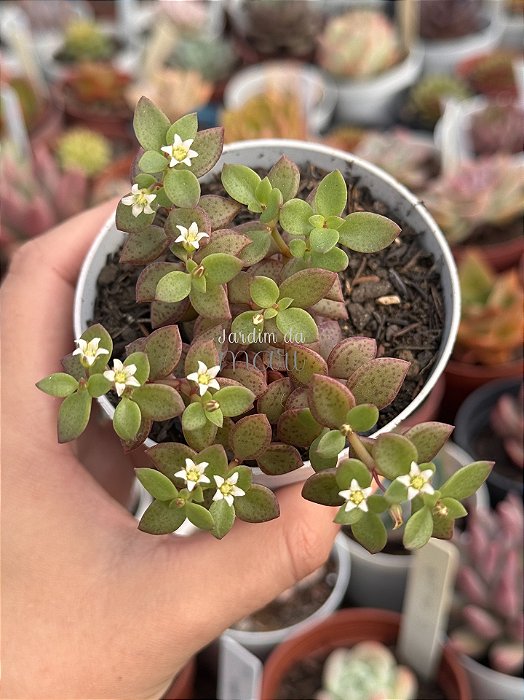 Crassula wolkensis