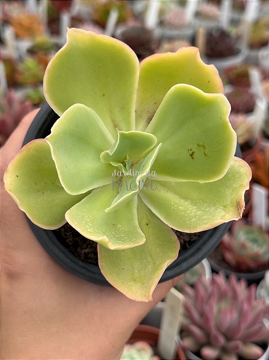 Echeveria chantilly green