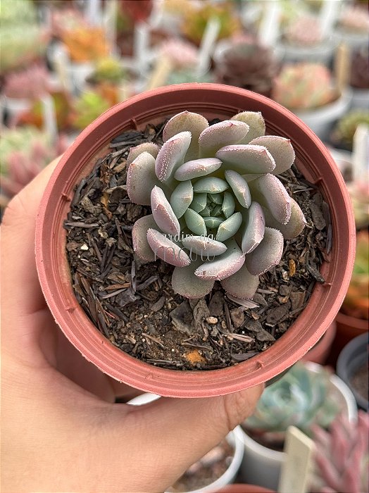 Echeveria Humberto villa